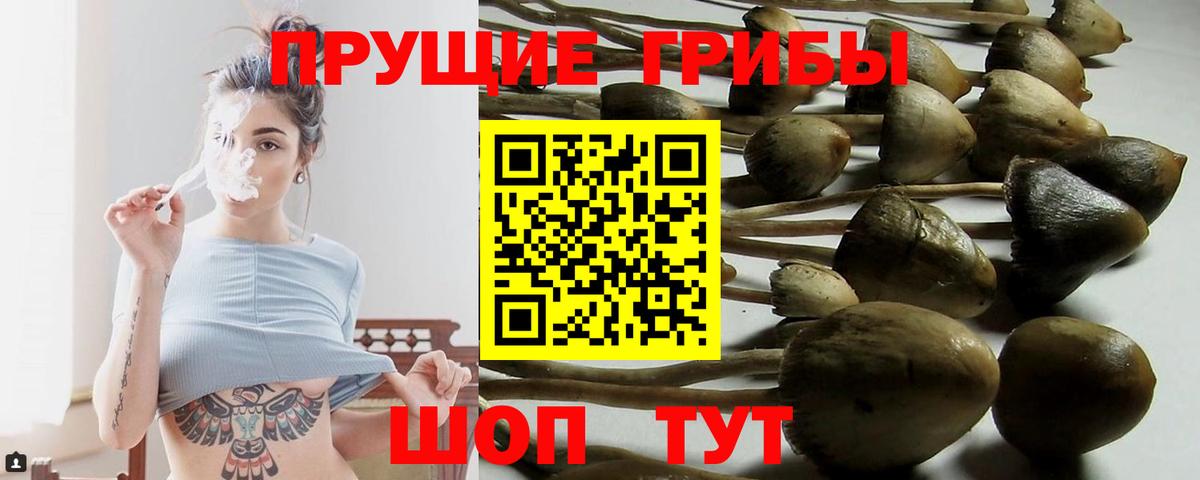 Псилоцибиновые грибы Psilocybe Городец